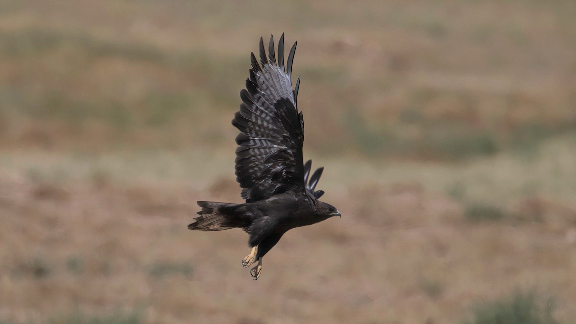Long-legged Buzzard